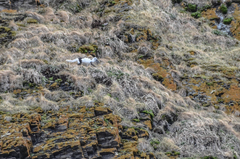 Vulpes lagopus lagopus