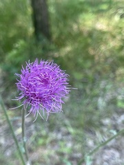 Cirsium carolinianum