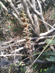 Sarcoglottis schaffneri