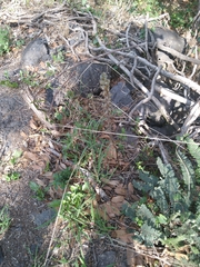 Sarcoglottis schaffneri