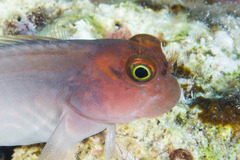 Ophioblennius macclurei