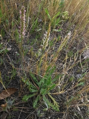 Plantago coronopus