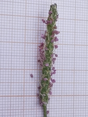 Plantago coronopus