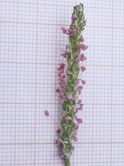 Plantago coronopus