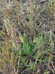 Plantago coronopus