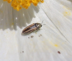 Acmaeodera quadrivittatoides