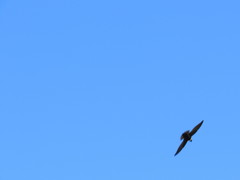 Streptoprocne zonaris