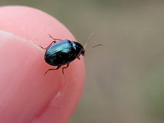 Brachypnoea lecontei