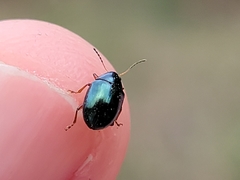 Brachypnoea lecontei