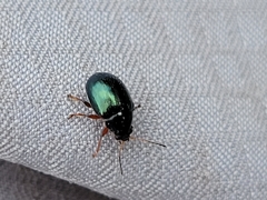 Brachypnoea lecontei