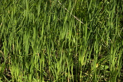 Ptilimnium ahlesii