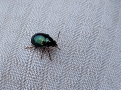 Brachypnoea lecontei