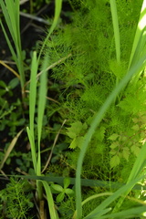 Ptilimnium ahlesii