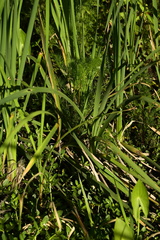 Ptilimnium ahlesii