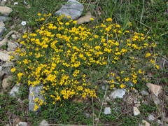 Coronilla minima