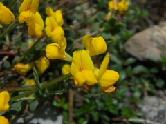 Coronilla minima