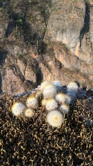 Mammillaria dixanthocentron