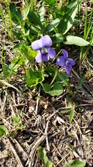 Viola sororia