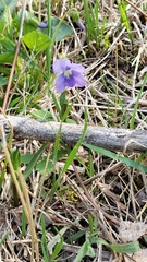 Viola sororia