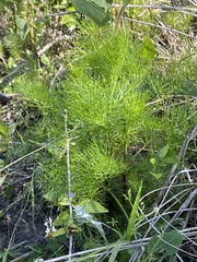 Ptilimnium ahlesii