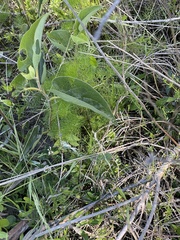 Ptilimnium ahlesii