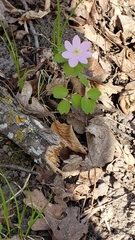 Thalictrum thalictroides
