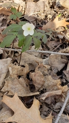 Anemonoides quinquefolia