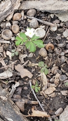 Anemonoides quinquefolia