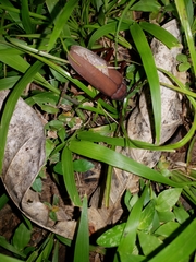 Strongylaspis corticaria