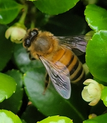 Apis mellifera