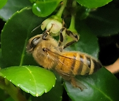 Apis mellifera