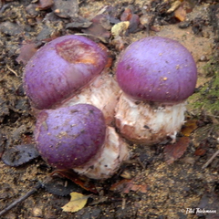 Cortinarius lebre
