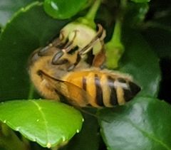 Apis mellifera