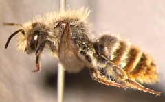 Osmia rufohirta