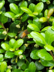 Apis mellifera