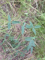 Strophostyles leiosperma