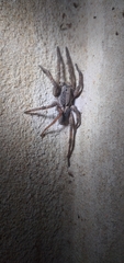 Lycosa erythrognatha