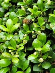 Apis mellifera