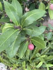 Acokanthera oppositifolia