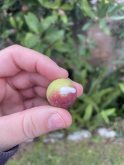Acokanthera oppositifolia