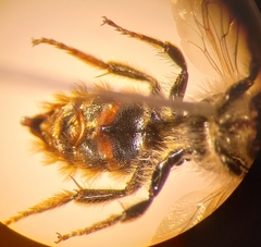 Osmia rufohirta