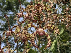 Arachnis × maingayi