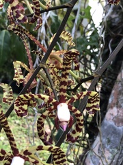 Arachnis × maingayi