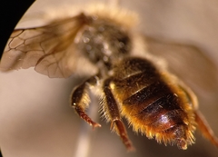 Osmia rufohirta