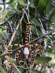 Arachnis × maingayi