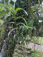 Arachnis × maingayi