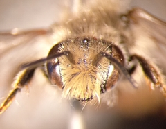 Osmia rufohirta