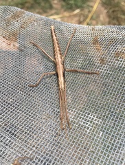 Anisomorpha ferruginea