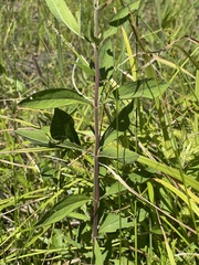 Eupatorium anomalum