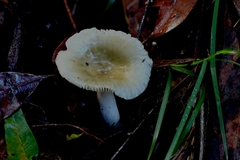 Russula iterika